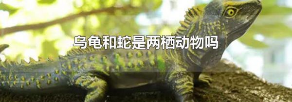 乌龟和蛇是两栖动物吗