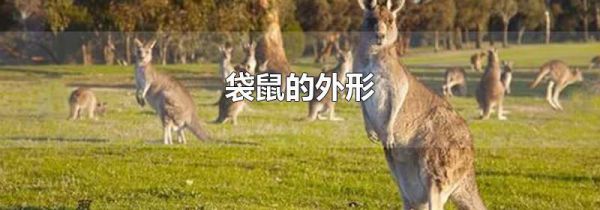 袋鼠的外形