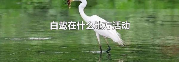 白鹭在什么地方活动