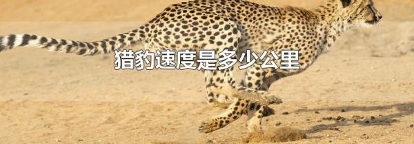 猎豹速度是多少公里