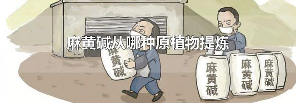 麻黄碱从哪种原植物提炼