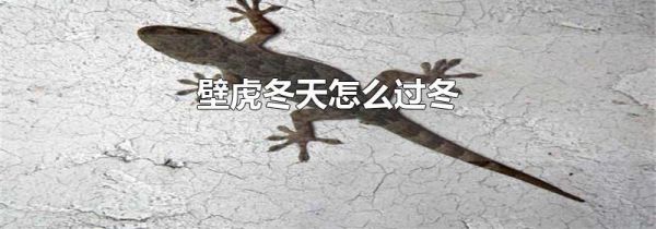 壁虎冬天怎么过冬