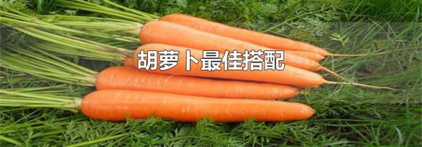 胡萝卜最佳搭配