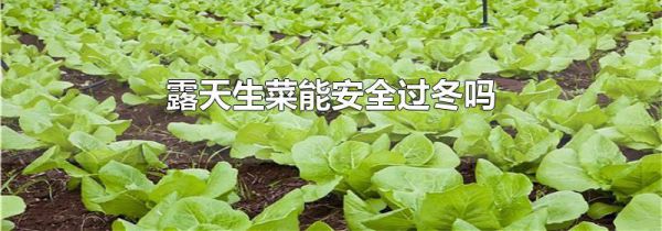 露天生菜能安全过冬吗
