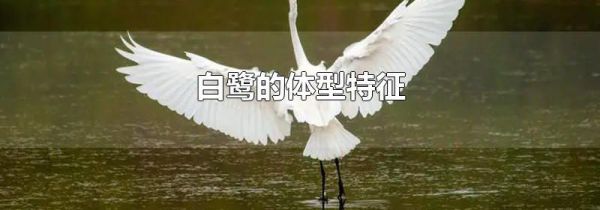 白鹭的体型特征