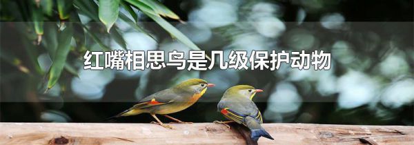 红嘴相思鸟是几级保护动物