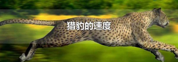 猎豹的速度
