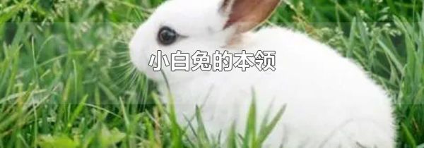 小白兔的本领