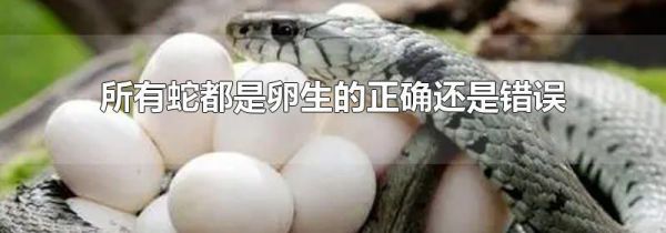 所有蛇都是卵生的正确还是错误