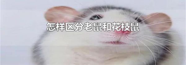 怎样区分老鼠和花枝鼠