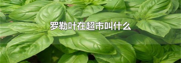 罗勒叶在超市叫什么