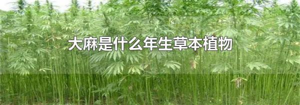 大麻是什么年生草本植物