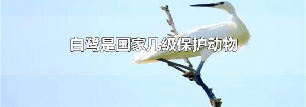 白鹭是国家几级保护动物