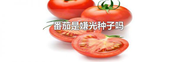 番茄是嫌光种子吗