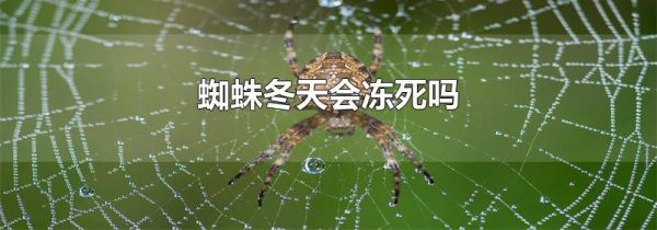 蜘蛛冬天会冻死吗