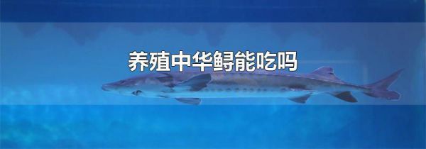 养殖中华鲟能吃吗