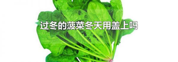 过冬的菠菜冬天用盖上吗