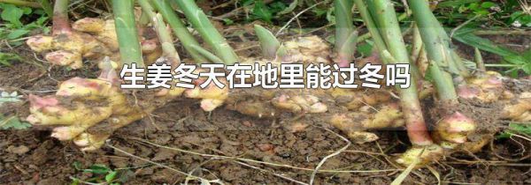 生姜冬天在地里能过冬吗