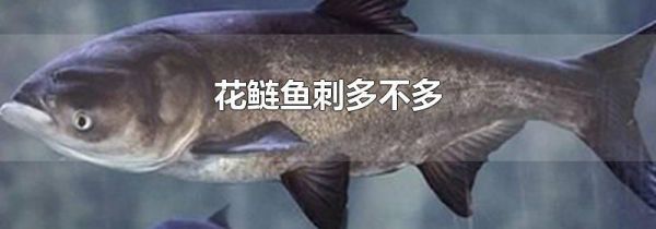 花鲢鱼刺多不多