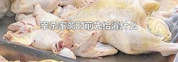 宰杀家禽时前先给灌什么