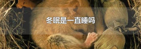 冬眠是一直睡吗