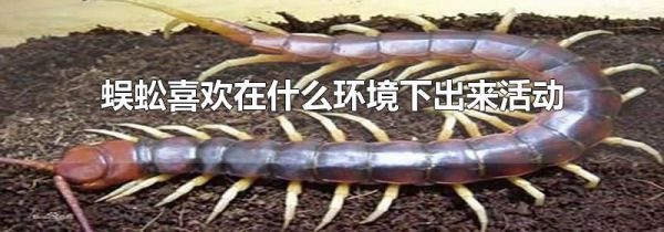 蜈蚣喜欢在什么环境下出来活动