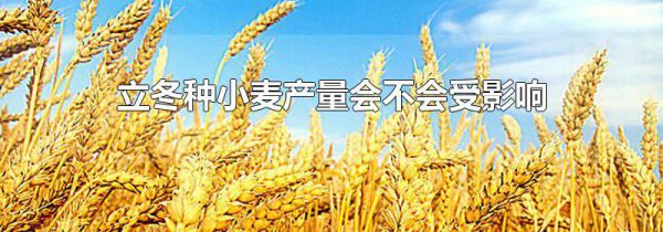 立冬种小麦产量会不会受影响