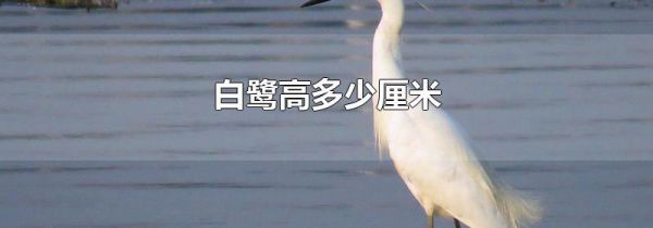 白鹭高多少厘米