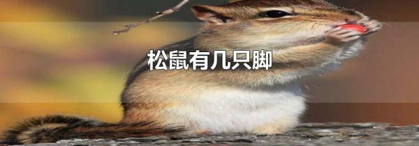 松鼠有几只脚