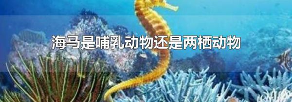 海马是哺乳动物还是两栖动物