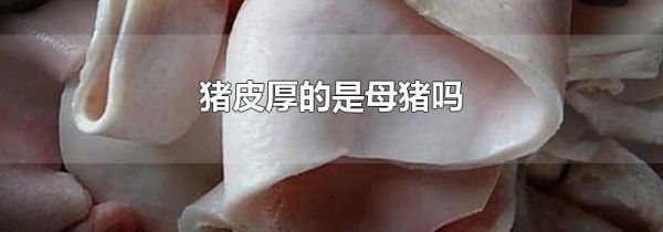 猪皮厚的是母猪吗