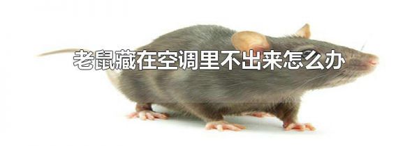老鼠藏在空调里不出来怎么办