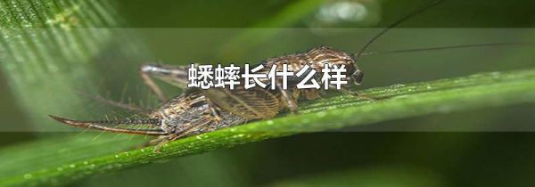 蟋蟀长什么样