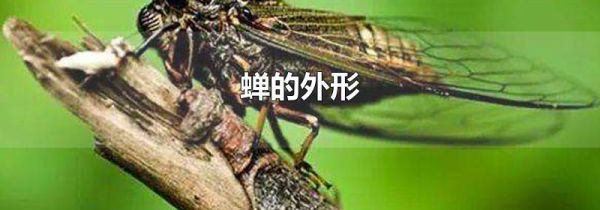 蝉的外形