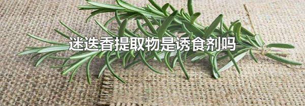 迷迭香提取物是诱食剂吗