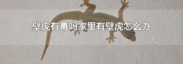 壁虎有毒吗家里有壁虎怎么办