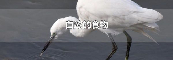 白鹭的食物