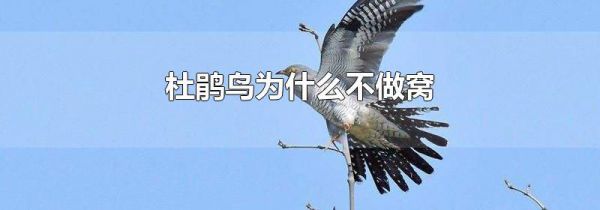 杜鹃鸟为什么不做窝