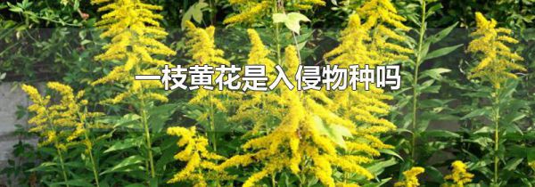 一枝黄花是入侵物种吗
