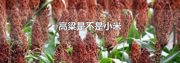 高粱是不是小米