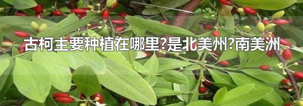 古柯主要种植在哪里?是北美州?南美洲