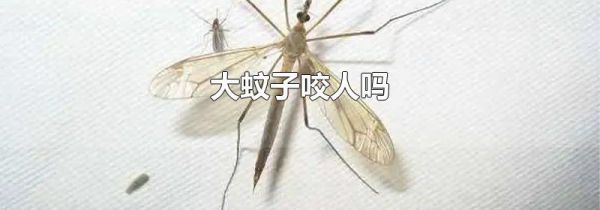 大蚊子咬人吗