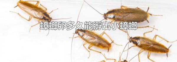 蟑螂卵多久能孵出小蟑螂