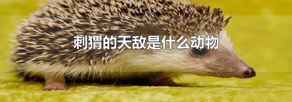 刺猬的天敌是什么动物