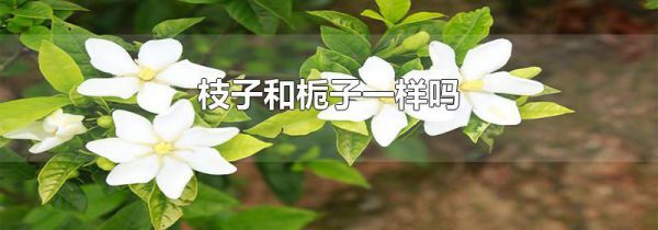 枝子和栀子一样吗