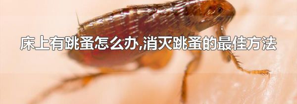 床上有跳蚤怎么办,消灭跳蚤的最佳方法