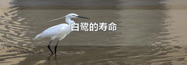 白鹭的寿命