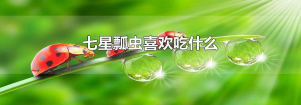 七星瓢虫喜欢吃什么