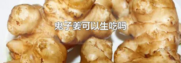 鬼子姜可以生吃吗