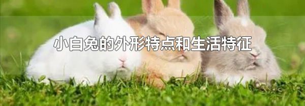 小白兔的外形特点和生活特征